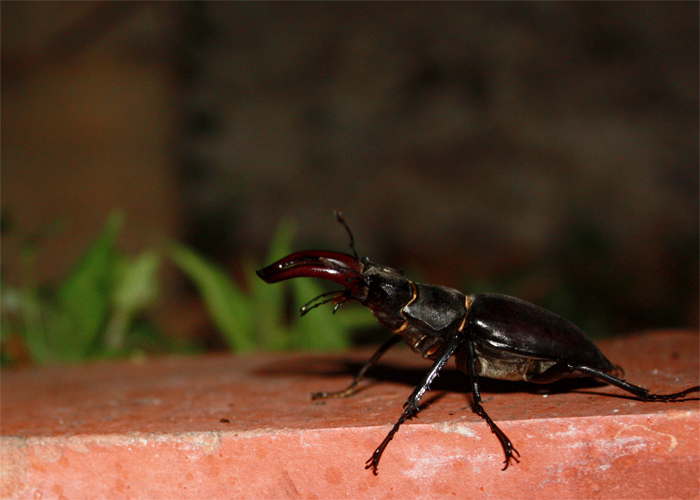 Lucanus cervus